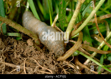 Lederjacke Tipula Spp Fütterung auf die Wurzeln der Reife Rasengras Stockfoto