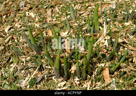 Hosta-Shootings entstehen durch frische Nadelbaum Rinde Splitt im Frühjahr Stockfoto