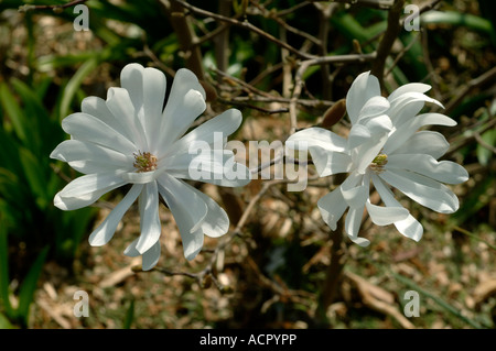 Blumen Magnolia Stellata eine kleine weiße Feder blühender Zierbaum Stockfoto