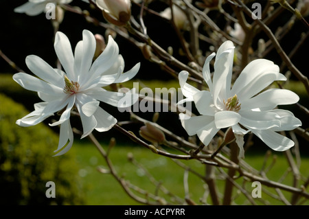 Blumen Magnolia Stellata eine kleine weiße Feder blühender Zierbaum Stockfoto