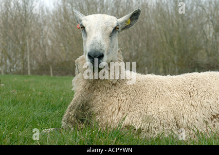Blue faced Leicester Ram Grübeln und Dribblings hinlegen Stockfoto