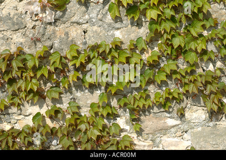Boston-Efeu Parthenocissus Tricuspidata junge zarte Frühling Laub auf einer Kalksteinmauer Stockfoto