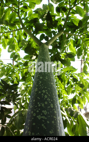 Amorphophallus Titanum Titan Arum aus Sumatra ist der größte Blütenstand im Pflanzenreich Stockfoto