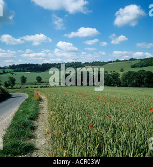 Suche entlang der Weizenernte im Ohr mit roten Mohnblumen neben einer Landstraße an einem feinen Sommertag Stockfoto