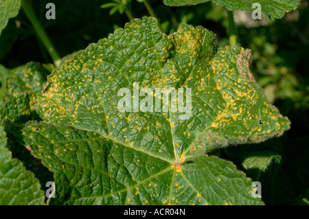 Stockrose Rost Puccinia Malvacearum auf oberen Blattoberfläche Stockrose Stockfoto