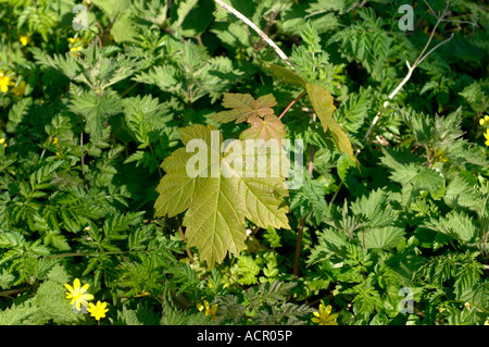 Bergahorn Acer Pseudoplatanus Bäumchen durch andere Pflanzen auf einem Waldboden Stockfoto