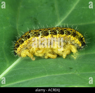 Parasitoiden Wespen Cotesia Wirklichkeit aus einer parasitiert Kohl weißen Schmetterling Raupe Stockfoto