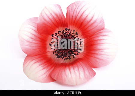 Anemone, Anemone coronaria Stockfoto