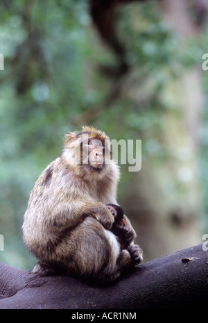 Barbary Macaque Mutter mit Kleinkind an der Monkey Forest, Trentham, schüren Stockfoto