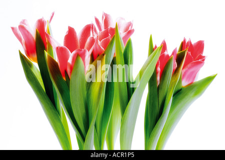 Reihe von Tulpen, Nahaufnahme Stockfoto