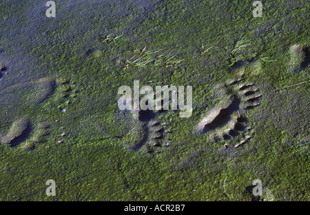 Brown Bear Tracks Küste Alaska, Ursus Arctos horribilis Stockfoto