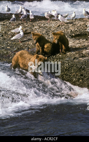 Alaskan Braunbären oder Grizzlybären Angeln auf Lachs McNeil River Alaska Stockfoto