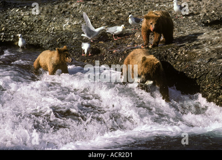 Alaskan Braunbären oder Grizzlybären Angeln auf Lachs McNeil River Alaska Stockfoto