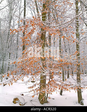 Winterlandschaft in Jocky hohlen NHP Morristown NJ Stockfoto