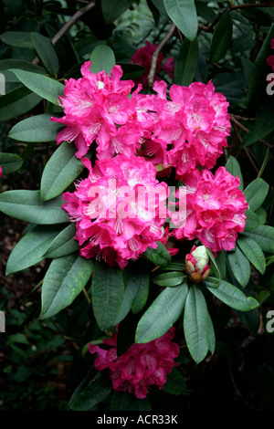 Rhododendron arboreum. Azalea. ericaceae Stockfoto