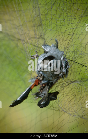 Graues Catbird (Dumetella Carolinensis), Nebel net erfassen Stockfoto