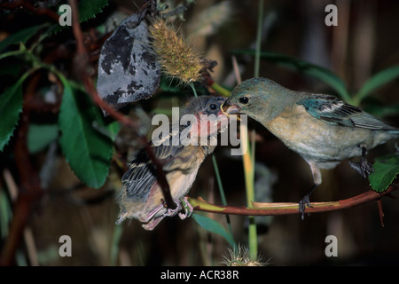 Weibliche Lazuli Bunting (Passerina Amoena) Jungen füttert Stockfoto