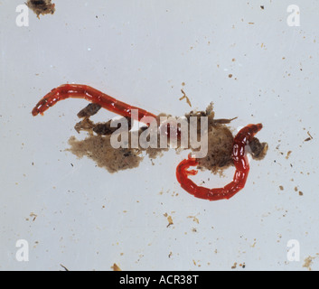 Blut-Wurm Chironomus Riparius Chironomid Mückenlarven im Wasser Stockfoto