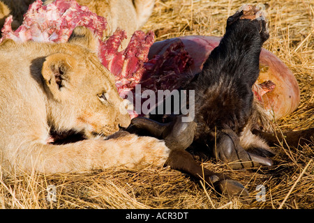Junge Löwenjunges Panthera Leo Essen Gnus Beute Masai Mara National Nature Reserve Kenia in Ostafrika Stockfoto