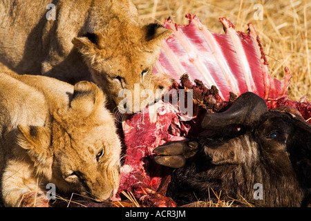 Zwei Löwin junge Essen getötet Gnus Beute im frühen Morgenlicht Masai Maasi Mara National Nature Reserve Kenia in Ostafrika Stockfoto