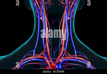 Das Blut-Versorgungsmaterial des Halses Stockfoto