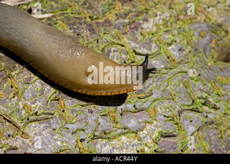 Orange Vielzahl des großen schwarzen Schnecke Arion Ater Agg kriechen auf Log Cotswolds UK Stockfoto