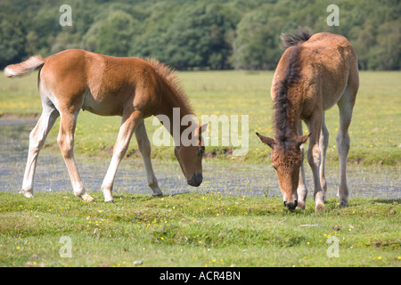 New Forest Ponys Zuschneiden Balmer Rasen Brockenhurst Stockfoto