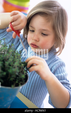 Junge (3-4) schneiden Kräuter mit einer Schere, Nahaufnahme Stockfoto