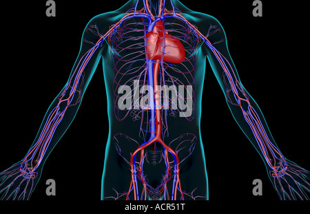 Das Blut-Versorgungsmaterial des Rumpfes Stockfoto