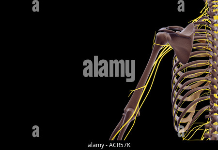 Die Nerven der Schulter und Oberarm Stockfoto