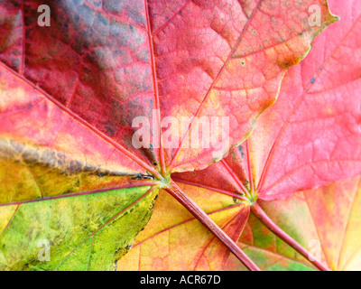 AUTUMN LEAVES Stockfoto