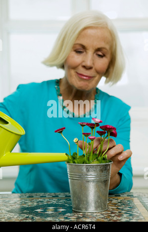 Ältere Frau Bewässerung Zimmerpflanze, close-up Stockfoto