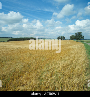 Ansicht der Gerste Ernte reif goldene Ohr im malerischen Sommer Ackerland Stockfoto