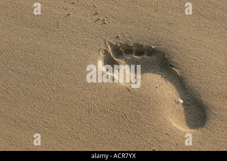 Fußabdruck im sand Stockfoto