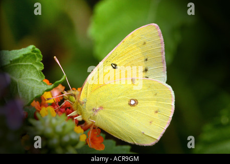 Nahaufnahme des gelben getrübt Schwefel Schmetterling Stockfoto