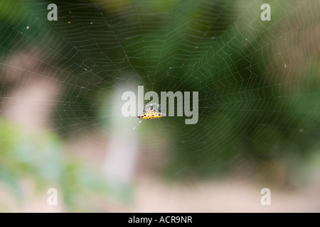 Gelbe Spinybacked Orb Weaver, Panama Stockfoto