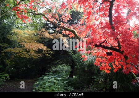Ein japanischer Ahornbaum Acer Palmatum im Westonbirt Arboretum Gloucestershire UK Stockfoto
