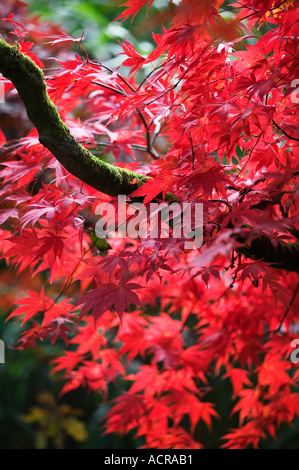 Ein japanischer Ahornbaum Acer Palmatum im Westonbirt Arboretum Gloucestershire UK Stockfoto