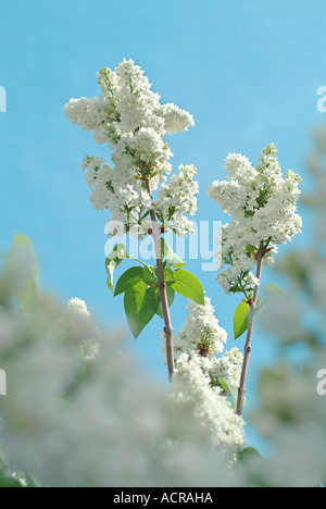 weiße Syringa Weisser Flieder Stockfoto