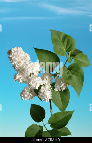 weiße Syringa Weisser Flieder Stockfoto