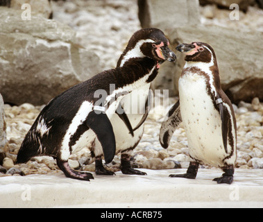 Humboldt-Pinguine Spheniscus Humboldti in Drusillas Park Touristenort East Sussex UK Stockfoto