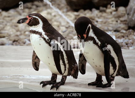 Humboldt-Pinguine Spheniscus Humboldti in Drusillas Park Touristenort East Sussex UK Stockfoto