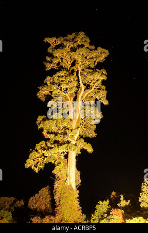 Exportverpackung Baum Dacrycarpus Dacrydioides Wilderness Lodge Lake Moeraki Westküste Südinsel Neuseeland Stockfoto