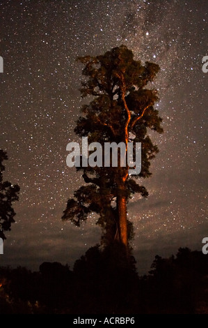 Stars und Exportverpackung Baum Dacrycarpus Dacrydioides Wilderness Lodge Lake Moeraki Westküste Südinsel Neuseeland Stockfoto