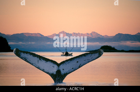 Ein Buckelwal klingt und zeigt seine Rute zu einem vorbeifahrenden Angelboot/Fischerboot in der Nähe von Juneau, Alaska bei Sonnenaufgang Stockfoto