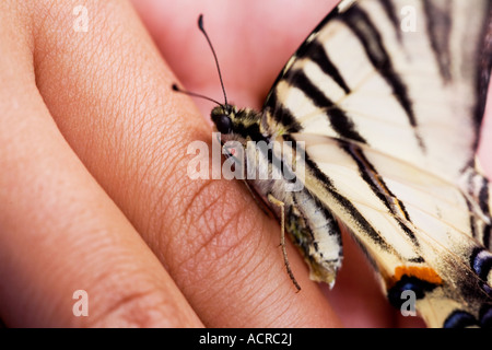 Western Tiger Schwalbenschwanz hautnah Stockfoto