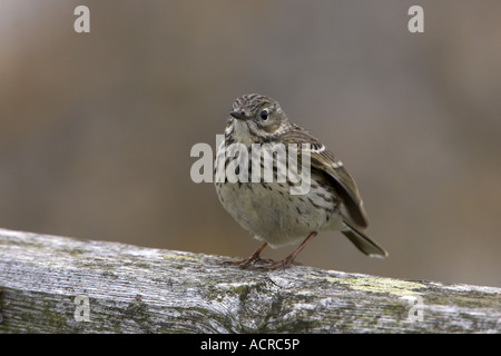 Wiese Pieper Anthus Pratensis Erwachsenen thront auf ein Tor, gemeinsame. Northumberland, England Stockfoto