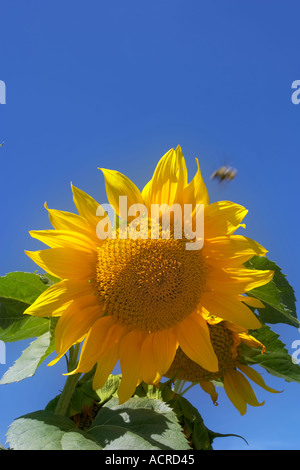 Gewöhnliche Sonnenblume vor blauem Himmel St Genis Frankreich Stockfoto