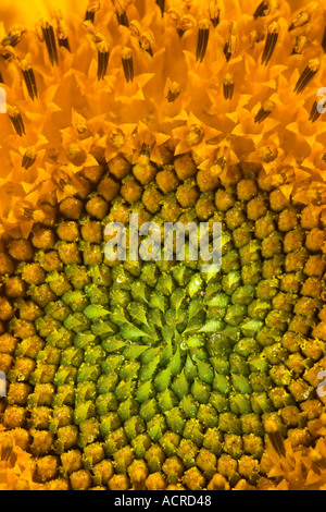 Abstrakte Nahaufnahme von einer gemeinsamen Sonnenblumen seedhead Stockfoto