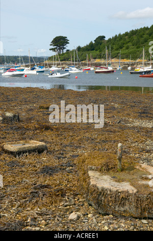 Yachten vor Anker in einer Bucht abseits der River Fal in der Nähe von Roseland in Cornwall Stockfoto